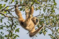 White-handed Gibbon Hylobates lar (Lar Gibbon)