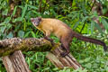 Yellow-throated Marten Martes flavigula