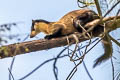 Yellow-throated Marten Martes flavigula