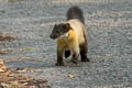 Yellow-throated Marten Martes flavigula