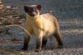 Yellow-throated Marten Martes flavigula