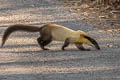 Yellow-throated Marten Martes flavigula