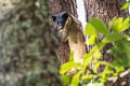 Yellow-throated Marten Martes flavigula