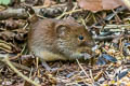 Bank Vole Clethrionomys glareolus 