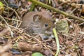 Bank Vole Clethrionomys glareolus 