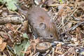 Bank Vole Clethrionomys glareolus 