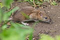 Brown Rat Rattus norvegicus (Norway Rat)