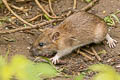 Brown Rat Rattus norvegicus (Norway Rat)