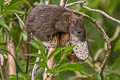 Brown Rat Rattus norvegicus (Norway Rat)