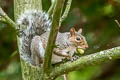 Eastern Grey Squirrel Sciurus carolinensis