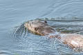 Giant Otter Pteronura brasiliensis