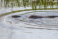 Giant Otter Pteronura brasiliensis