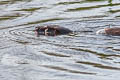 Giant Otter Pteronura brasiliensis