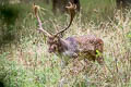 European Fallow Deer Dama dama