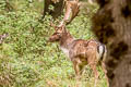 European Fallow Deer Dama dama