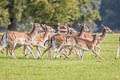 European Fallow Deer Dama dama