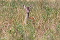 European Fallow Deer Dama dama