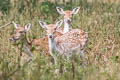 European Fallow Deer Dama dama