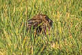 Chinese Hare Lepus sinensis