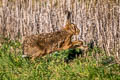 Chinese Hare Lepus sinensis