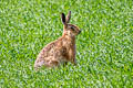 Chinese Hare Lepus sinensis