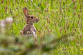 European Rabbit Oryctolagus cuniculus