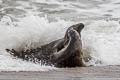 Grey Seal Halichoerus grypus