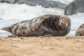 Grey Seal Halichoerus grypus