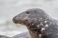 Grey Seal Halichoerus grypus