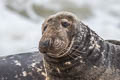 Grey Seal Halichoerus grypus