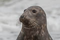 Grey Seal Halichoerus grypus