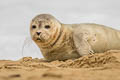 Harbour Seal Phoca vitulina (Common Seal)
