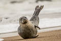 Harbour Seal Phoca vitulina (Common Seal)