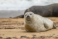 Harbour Seal Phoca vitulina (Common Seal)