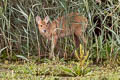 Water Deer Hydropotes inermis