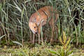 Water Deer Hydropotes inermis