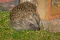 Harbour Seal Phoca vitulina (Common Seal)