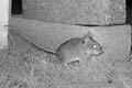 Wood Mouse Apodemus sylvaticus