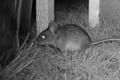 Wood Mouse Apodemus sylvaticus