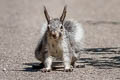 Abert's Squirrel Sciurus aberti