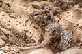 American Rock Squirrel Otospermophilus variegatus