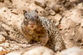 American Rock Squirrel Otospermophilus variegatus