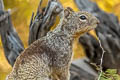 American Rock Squirrel Otospermophilus variegatus