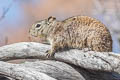 American Rock Squirrel Otospermophilus variegatus