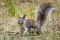 Arizona Grey Squirrel Sciurus arizonensis