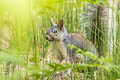 Arizona Grey Squirrel Sciurus arizonensis