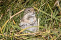 Belding's Ground Squirrel Urocitellus beldingi