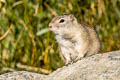 Belding's Ground Squirrel Urocitellus beldingi