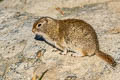 Belding's Ground Squirrel Urocitellus beldingi