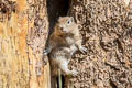Belding's Ground Squirrel Urocitellus beldingi